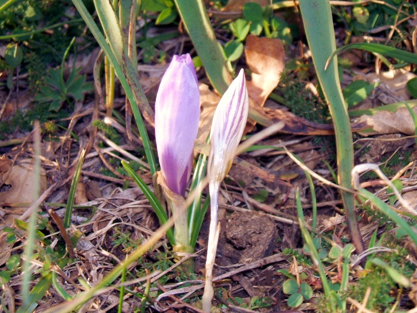 Crocus da determinare